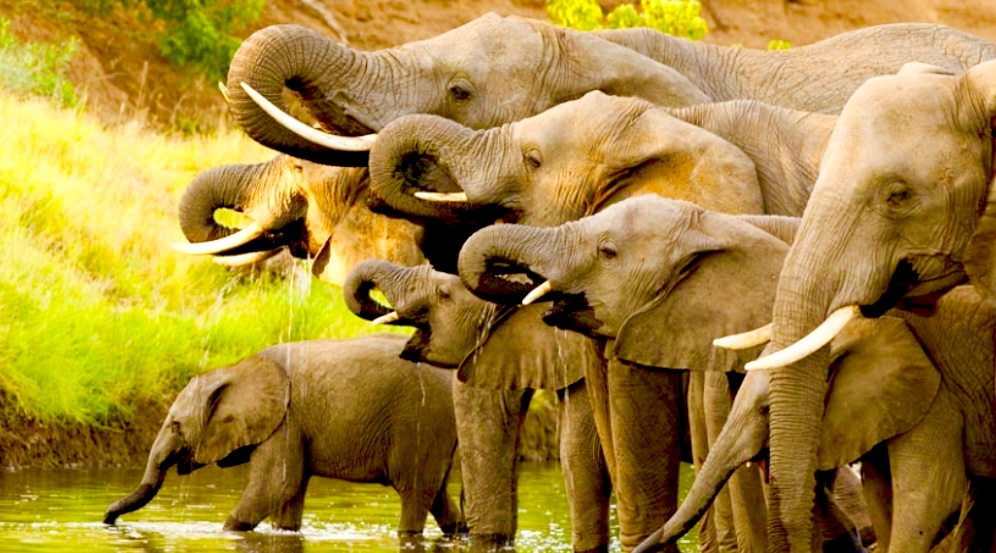 KeithMiddlebrook, Sasve Elphants, #Elephants, #KeithMiddlebrookFoundation.com, #KeithMiddlebrook, #Zoo, #Success, #XcceleratedSuccess,