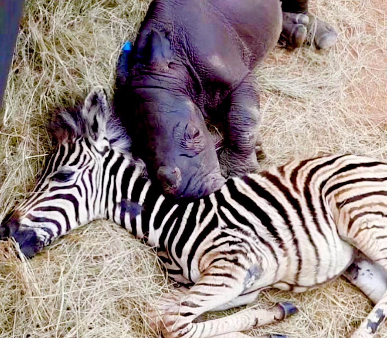 Baby Zebra, Rhino, Keith Middlebrook, Keith Middlebrook Foundation, NBA, NFL, MLB, Taylor Swift, Save the Animals, Charity, Health, All Furry souls Matter