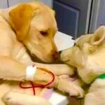 Dog comforts Patients