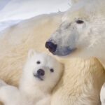 Save our Polar Bears