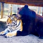 Help me Save Bears & Tigers