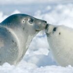 Save the Seals!