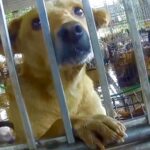 Please help me STOP the Dog Meat Trade