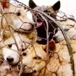 Help me Stop Dog Meat Trade!